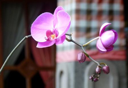 https://storage.bljesak.info/article/354371/450x310/roza orhideja cvijet.jpg